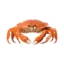 Picture of Alaskan Crab