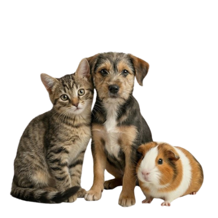 Picture for category Pets For Adoption
